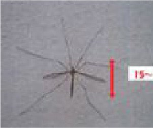 ガガンボの写真