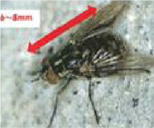 イエバエの写真