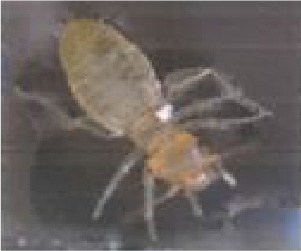 チャタテムシの写真