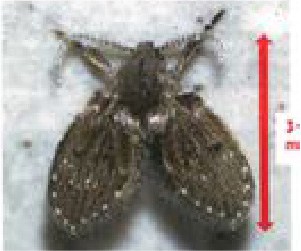 チョウバエの写真